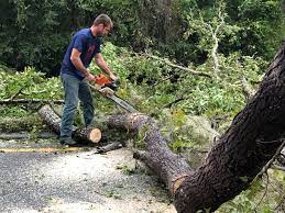 Reliable Palm Springs, FL Tree Care Solutions